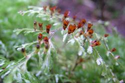 Hymenophyllum multifidum. Portion of lamina showing toothed margins on lamina segments, and indusia bent upwards at 90° to the plane of the frond.  
 Image: L.R. Perrie © Leon Perrie 2006 CC BY-NC 3.0 NZ